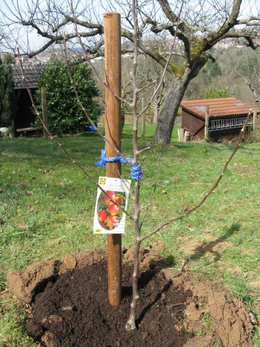 Kızılcık Aşısı Nedir Nasıl Yapılır?