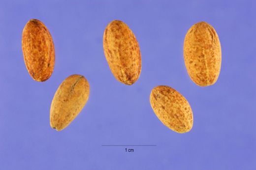 Kızılcık Çekirdeğinin Faydaları Nelerdir?