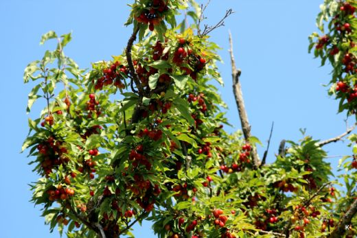 Kızılcık Çeşitleri Nelerdir?