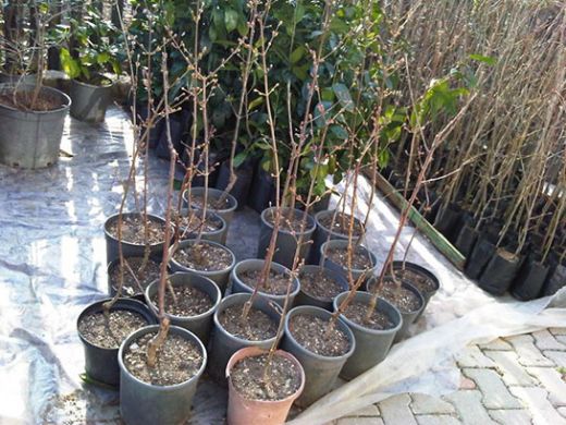 Kızılcık Fidanı Bakımı